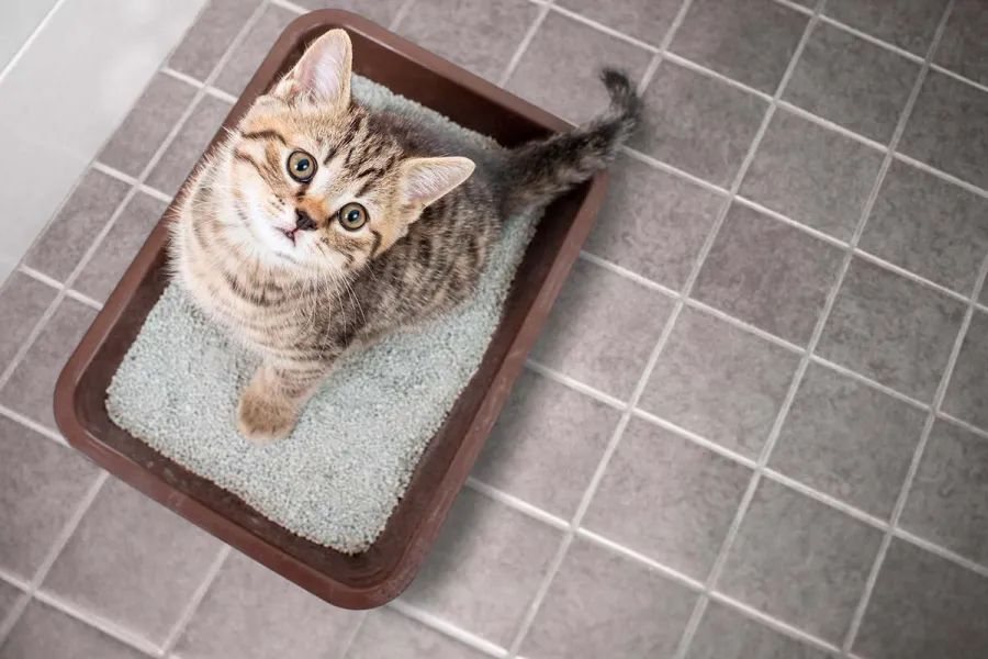Sanitario para mascotas con arena aglomerante